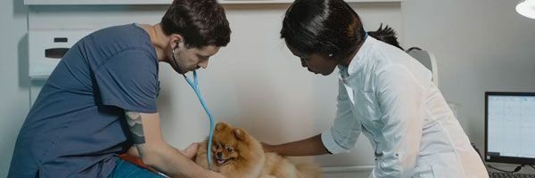 Telemedicina Veterinária